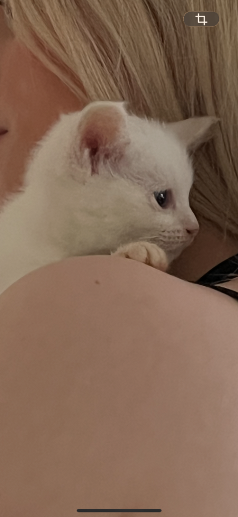 kitten for sale