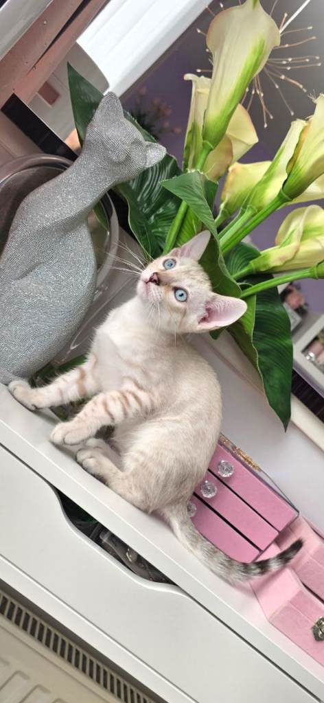 Bangal kitten