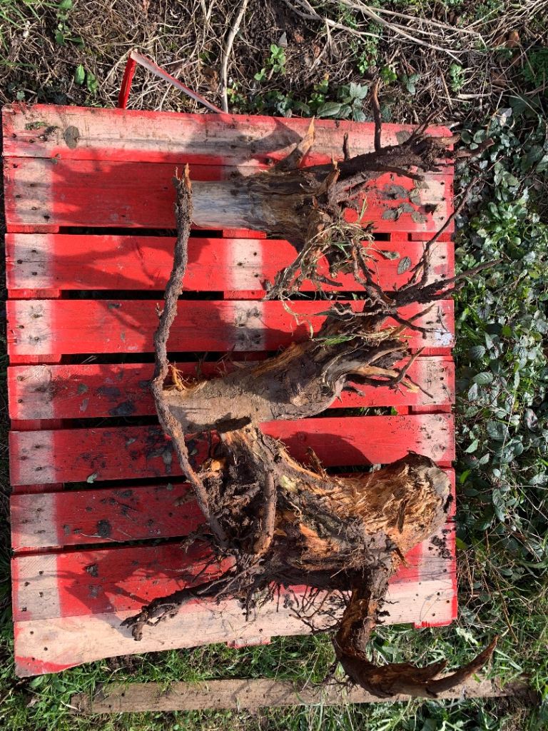 Gnarly bits of three trunk. Logs.