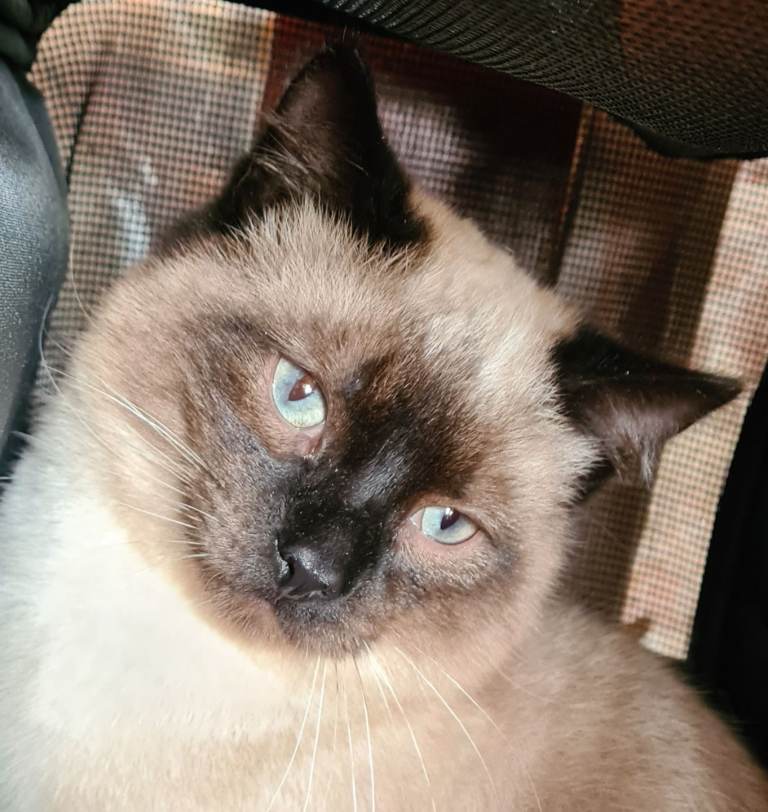 Ragdoll cross male 8 months old