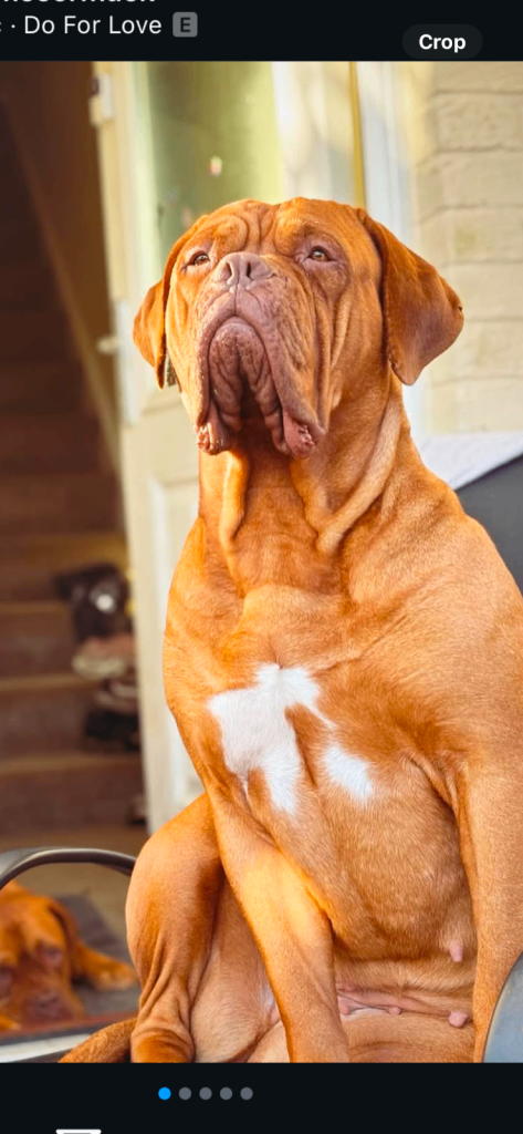 2 bitches left !!FULL KC PEDIGREE DOGUE DE BORDEAUX💗💙 
