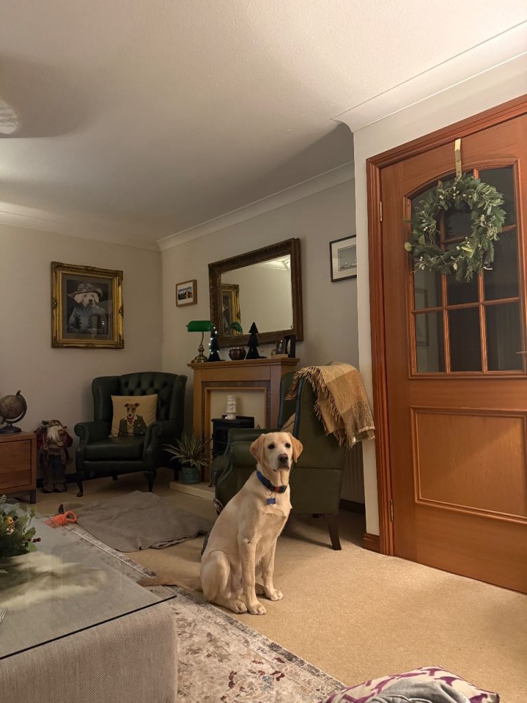 6m labrador male puppy 