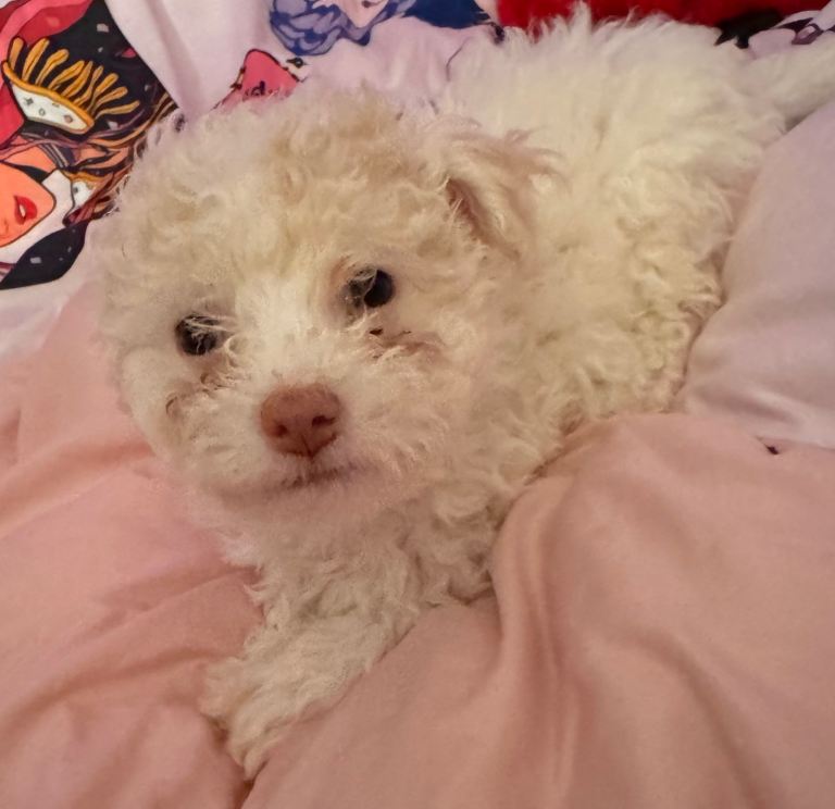 Adorable Bichon Puppy 