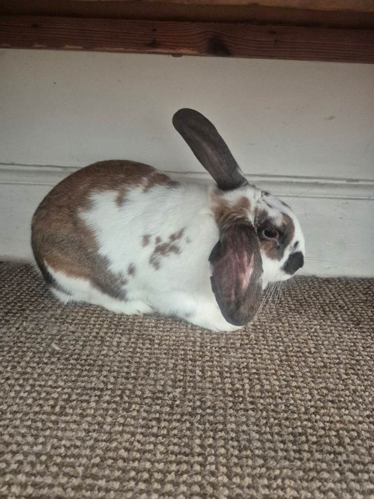 Lovely Rabbit in need of New Home