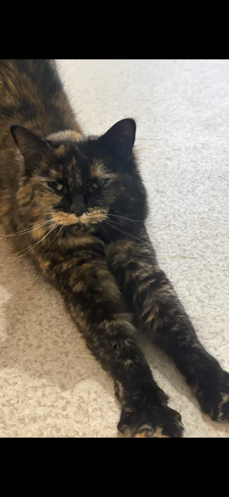    Loving Cat Looking for a Quiet Home
