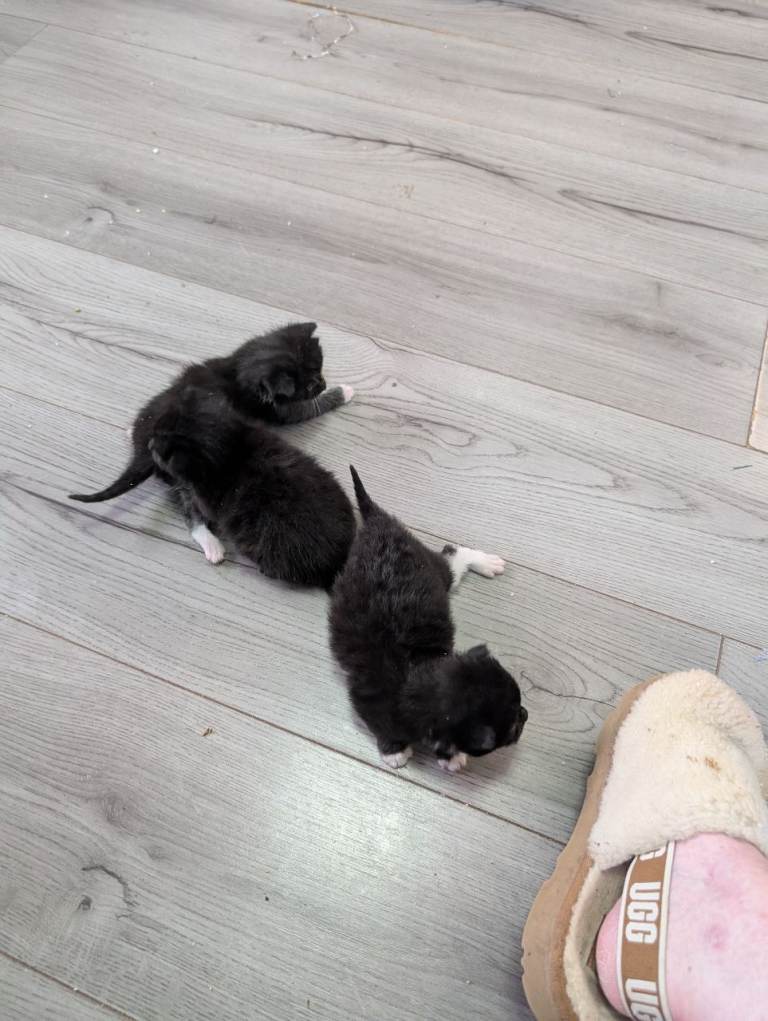Kittens 