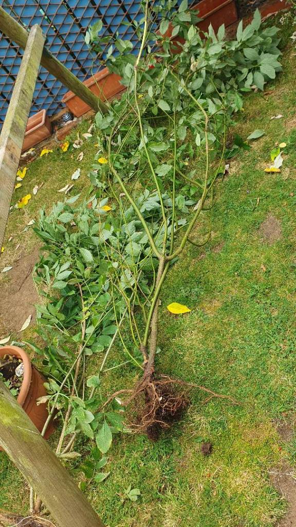 Free trees for garden filling hedge etc 
