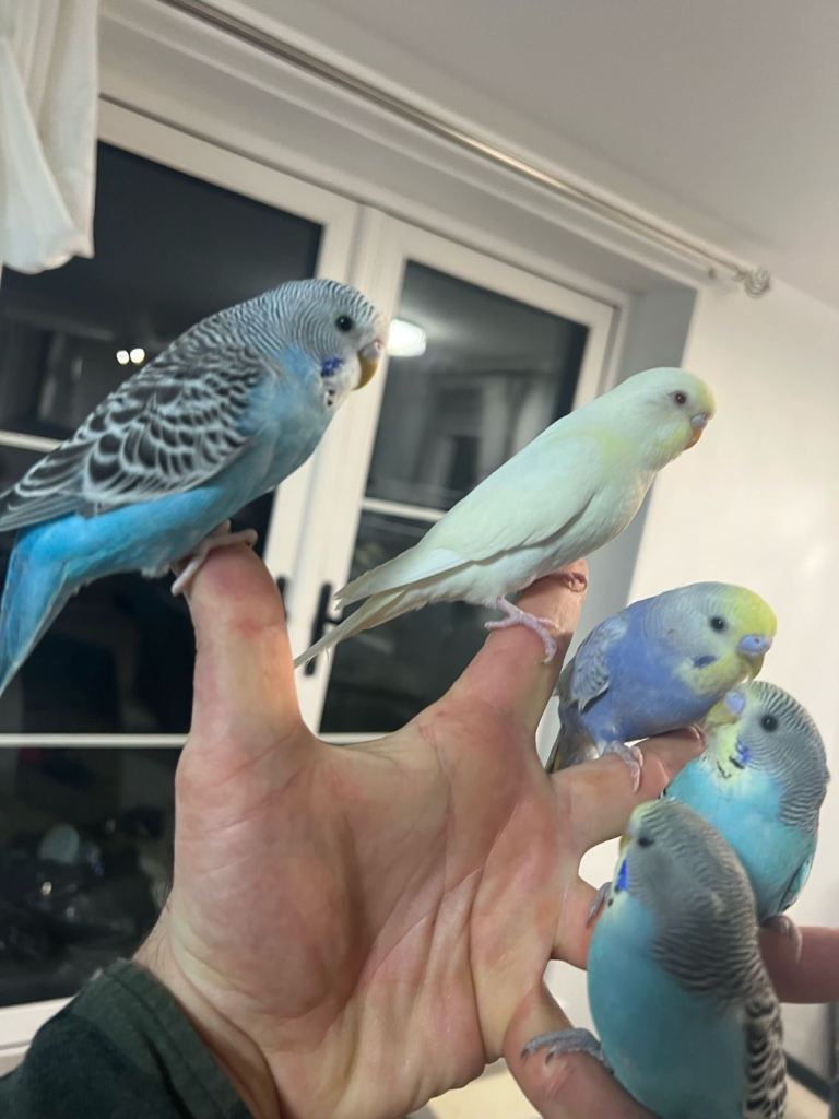 Tame budgies and cocktails