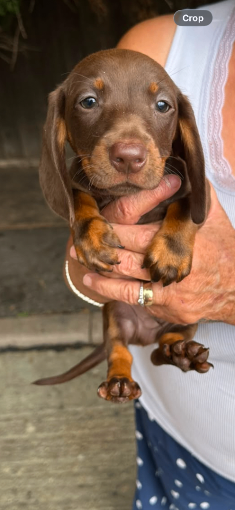 Dachshund puppies