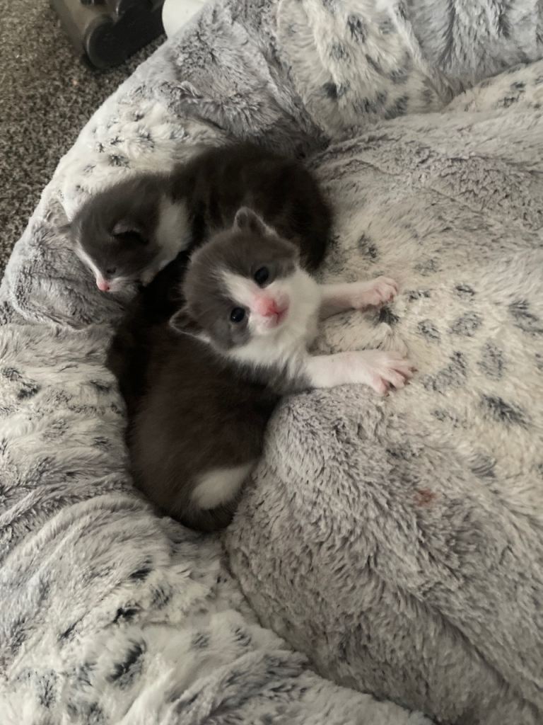 Kittens
