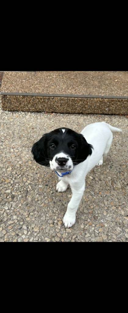 Springer Spaniel pup