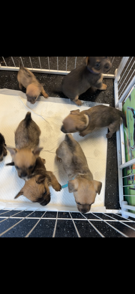 Puppies