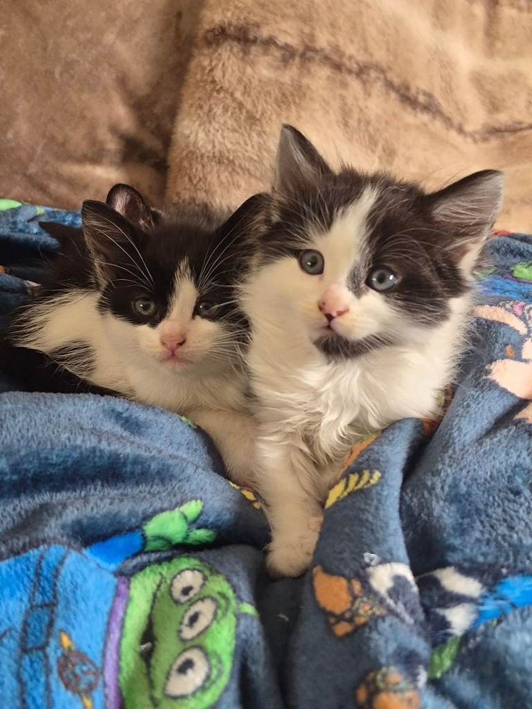 Adorable black and white kittens 