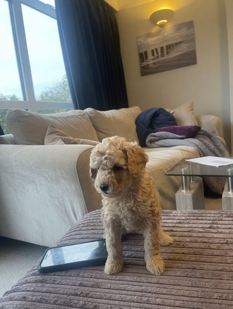 Toy poodle and miniature poodle mix puppies 