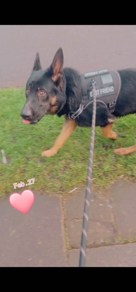 German shepherd 