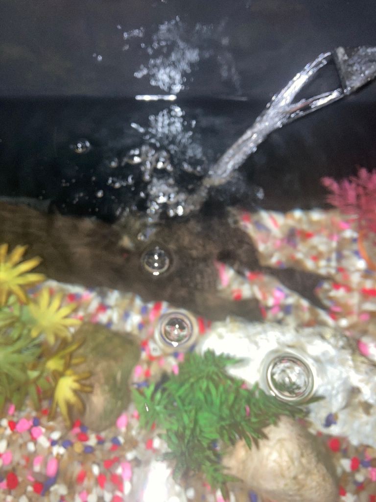 Fish tank and storage cupboard 