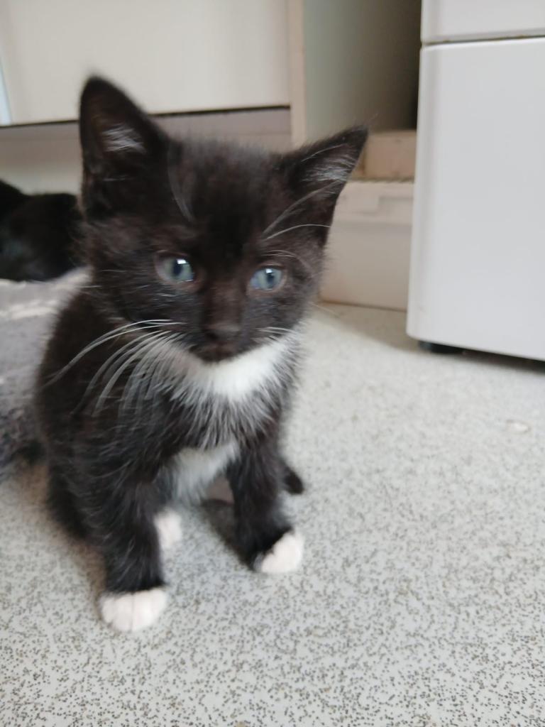 3 kittens for sale