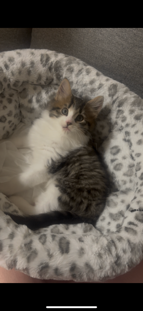 Adorable male Turkish angora kitten 