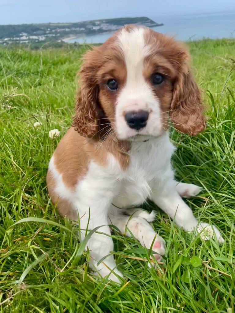 Beautiful KC Registered Cavalier King Charles Pups **2 boys remain**