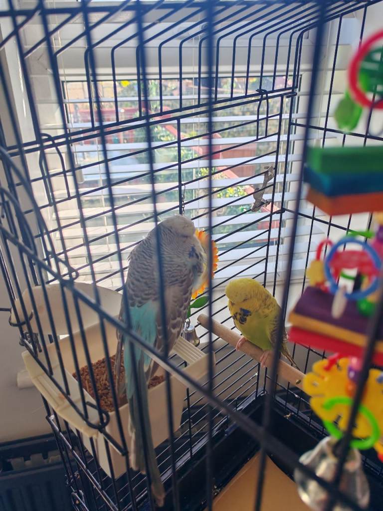 Budgies 1 male and 1female and cage for sale