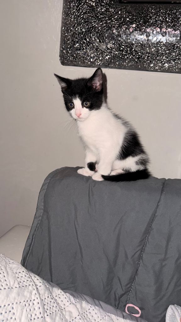 Beautiful little kitten ready now 