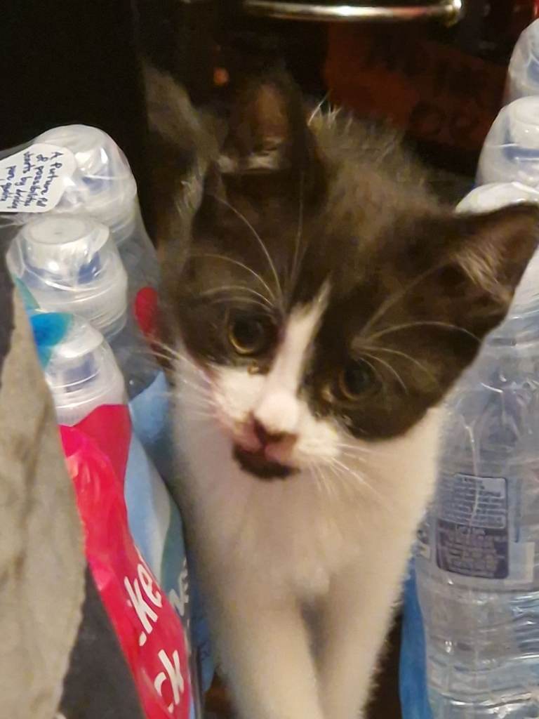 Kitten 9 weeks