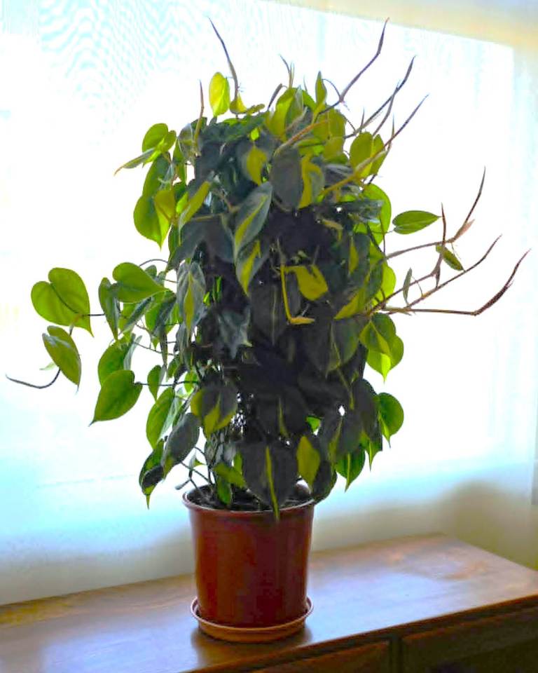 Large gorgeous Pothos plant needs repotting 