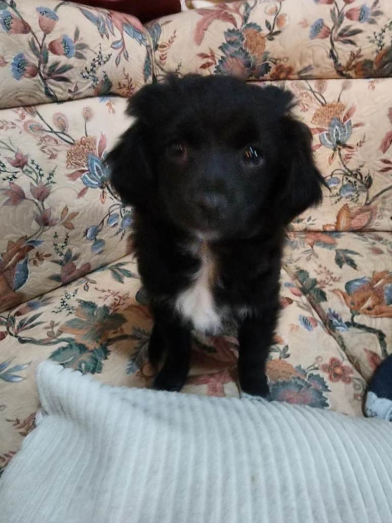 Furry puppies looking for new home 