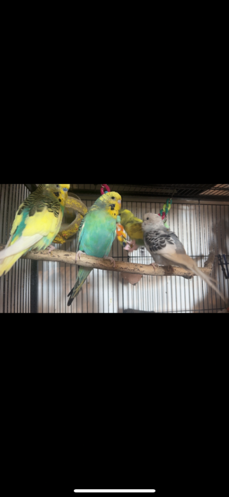 Various coloured budgies 