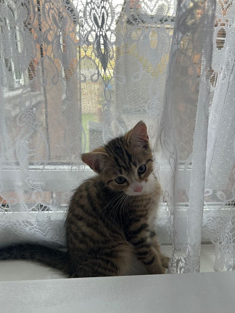  Beautiful 8 Week Old Kitten – Ready Now