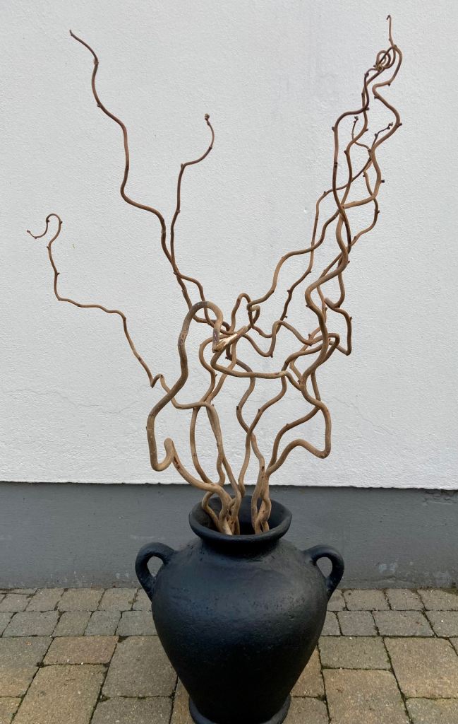 Twisted / Contorted Hazel Branches for Decoration & Flower Arrangements 