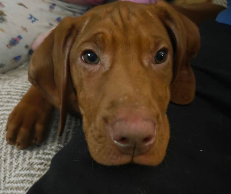 Last female pup Hungarian Vizsla 