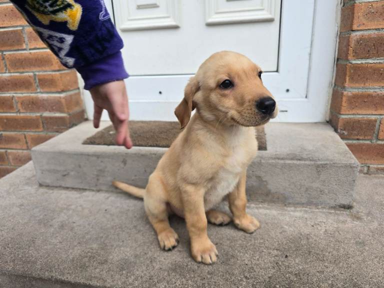 Kc registered labrador pups (last few)