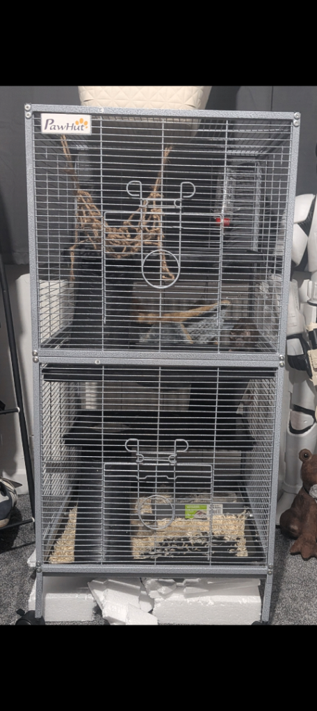 Rat cage and 2 male rats 
