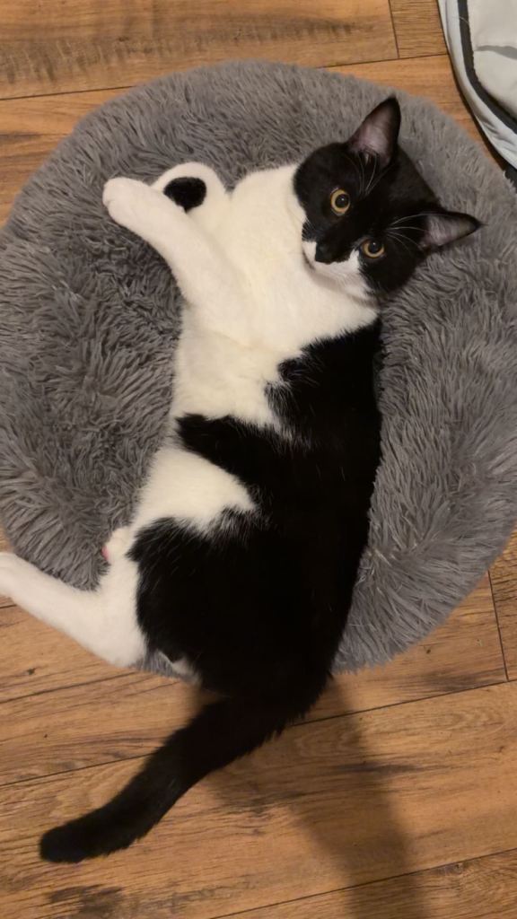 11 months Cat