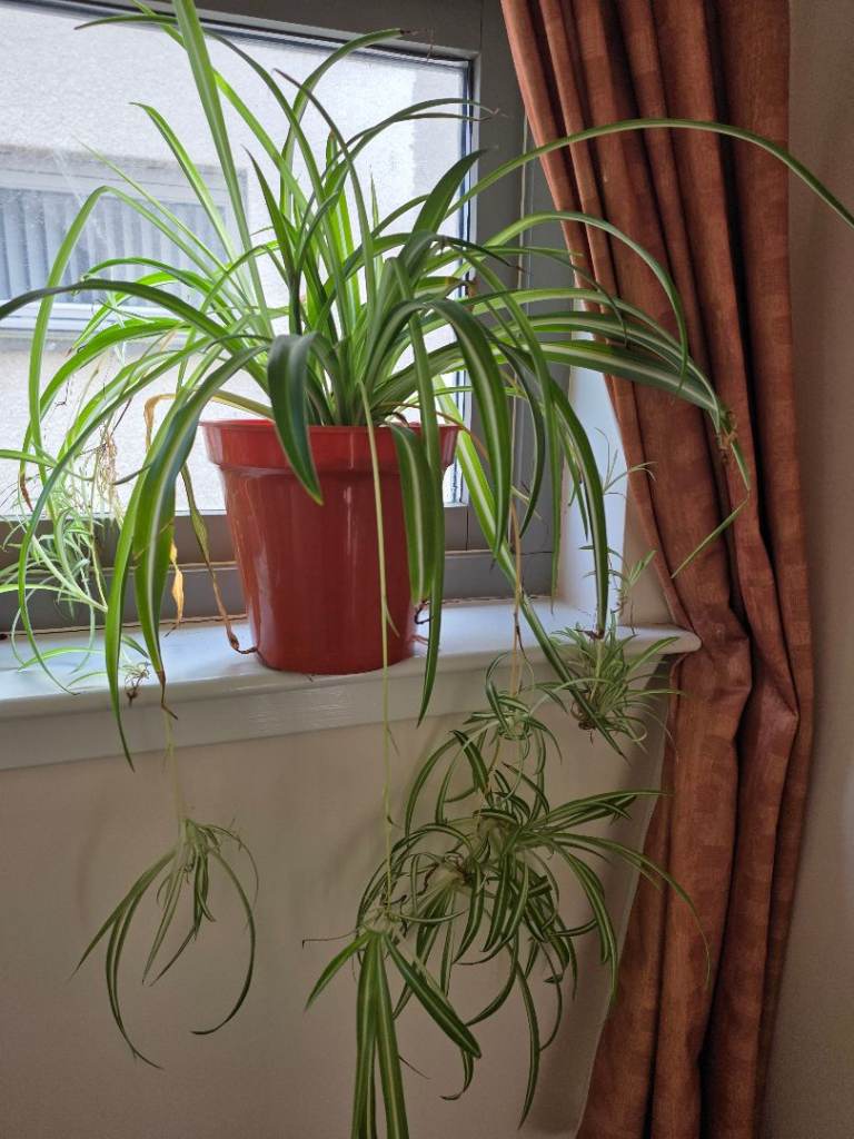 Various sized spider plants