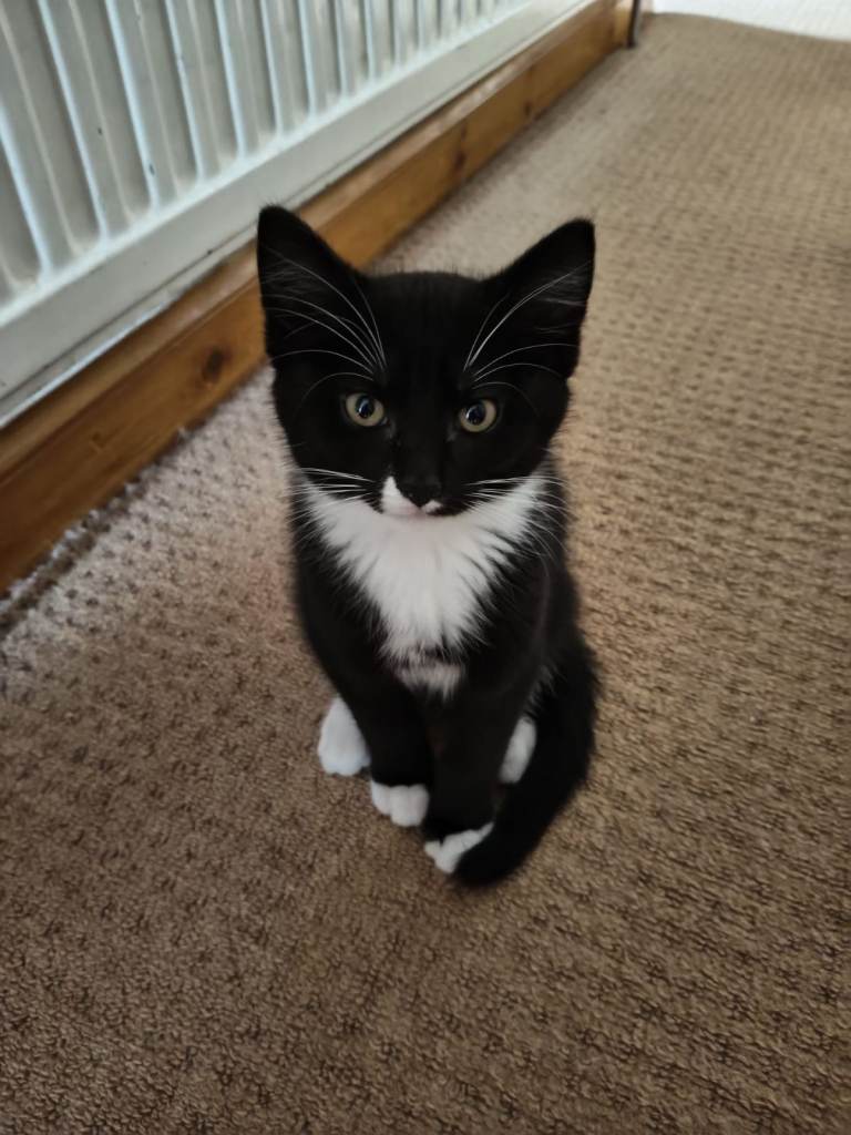 🐾 Three Adorable Kittens Looking for Loving Homes! 🐾