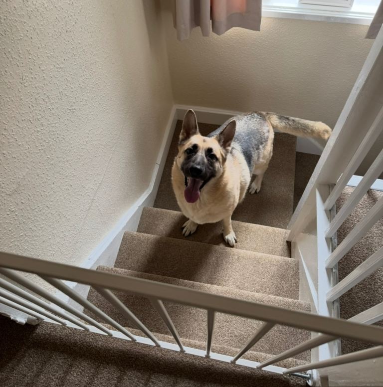 Nervous German Shepherd for rehoming 