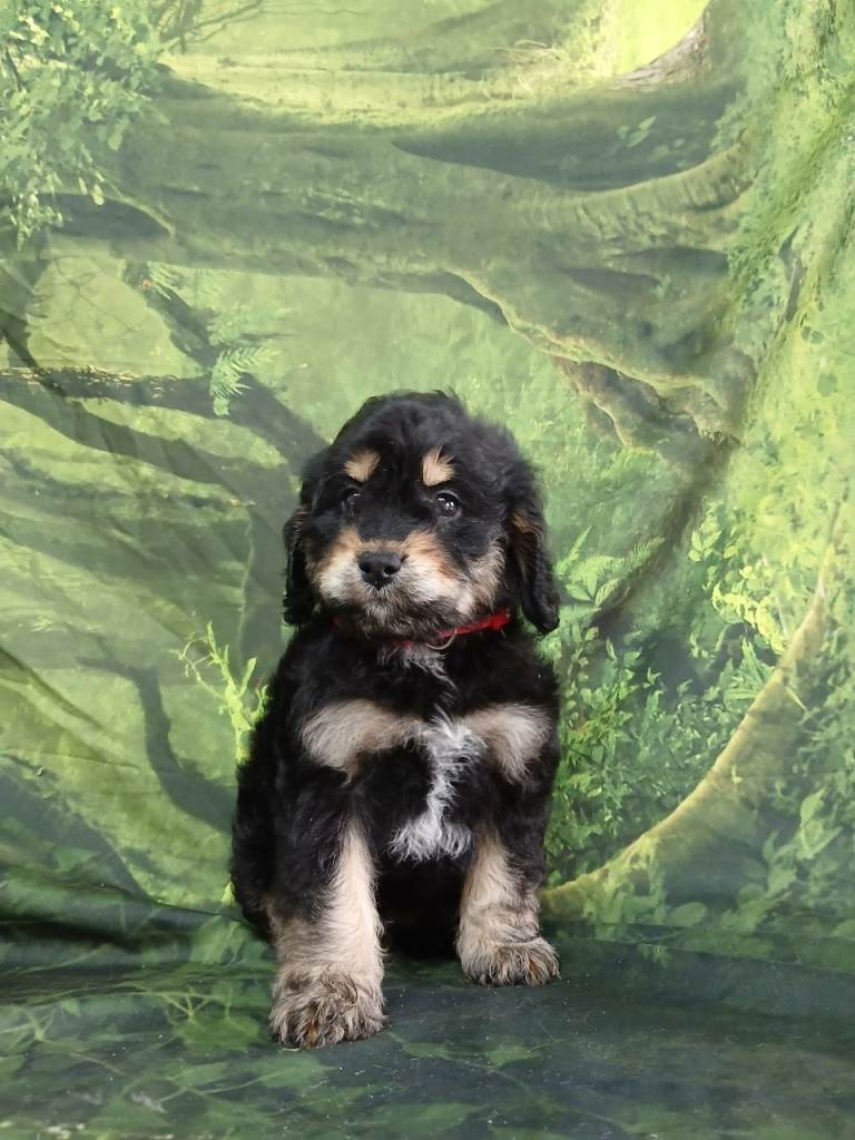 F1 cockapoo puppies