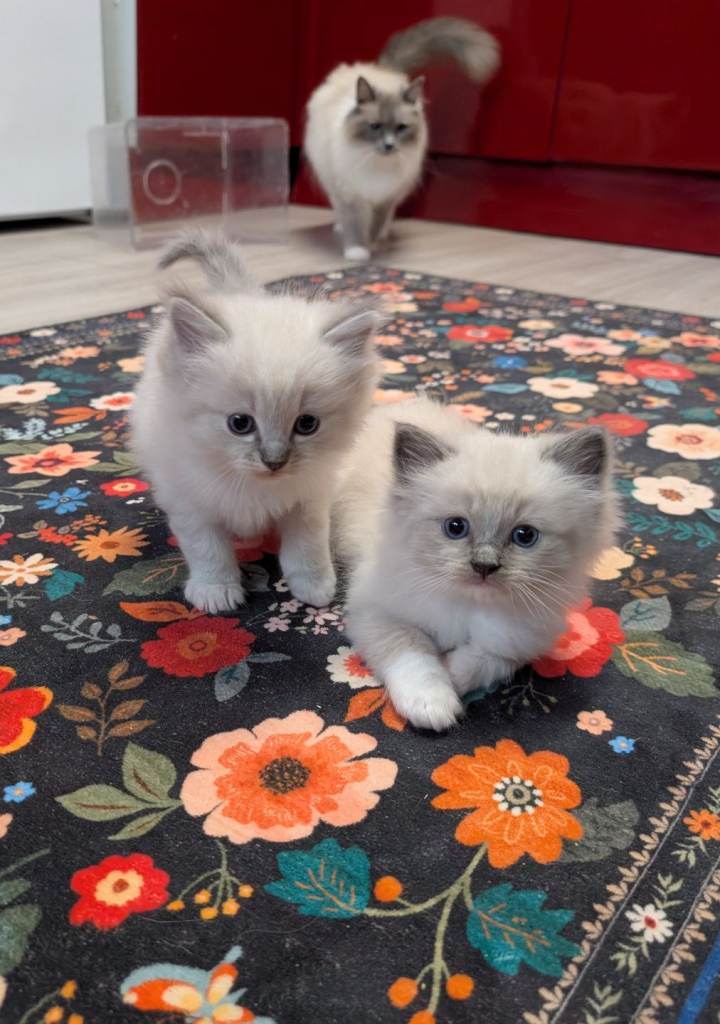  Ragdoll kittens
