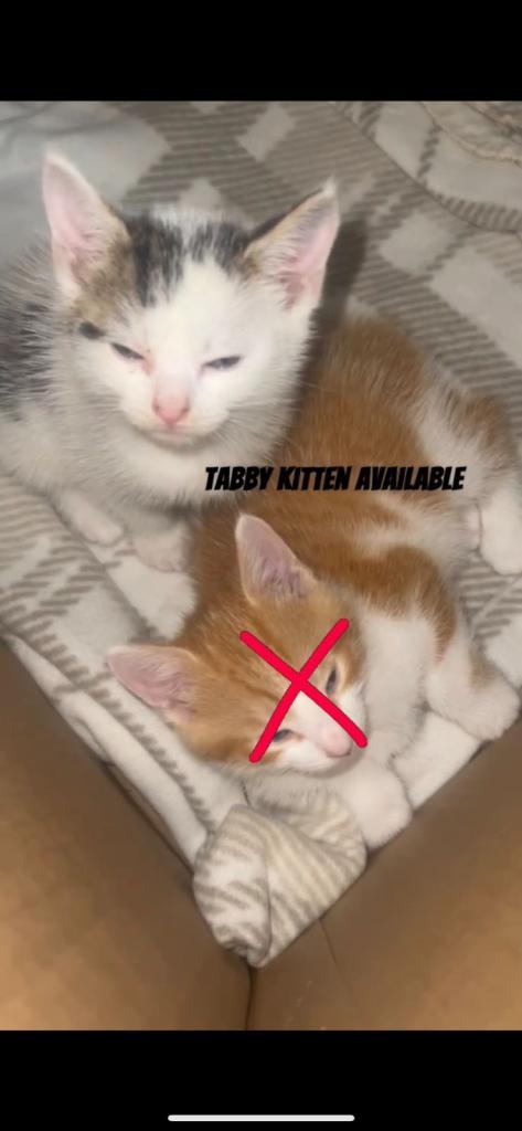 kittens 
