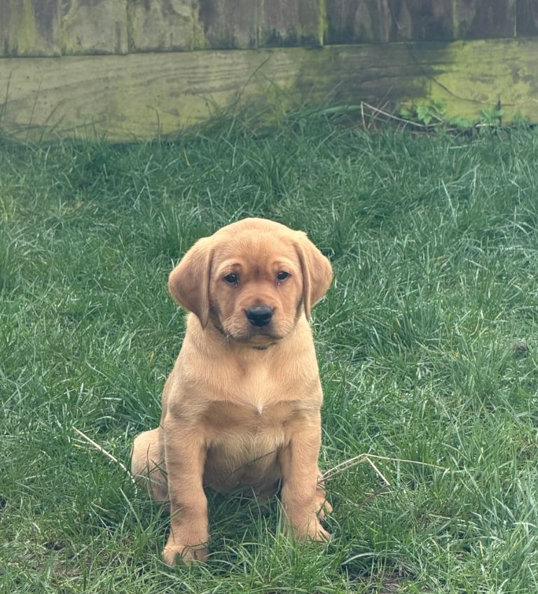 Beautiful Fox Red Labrador Puppies – Loving, Responsible Home Essential