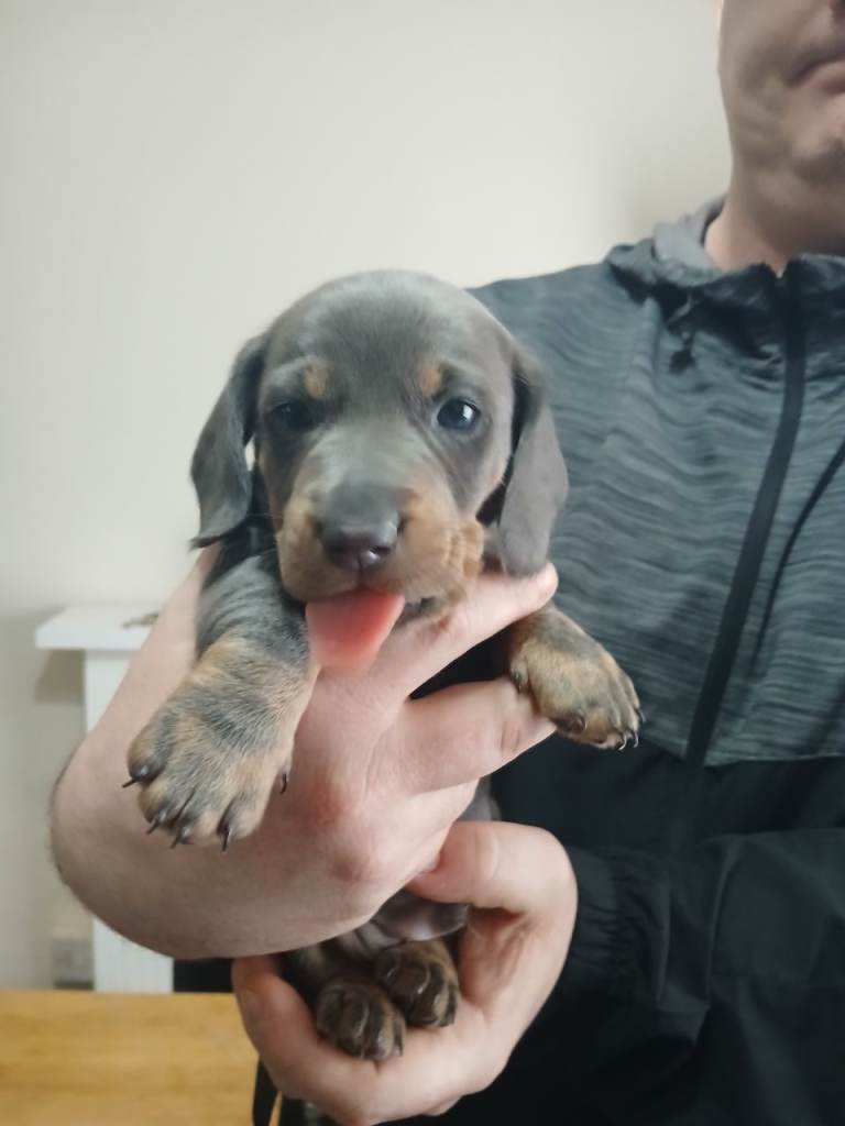 Miniature dachshund puppies