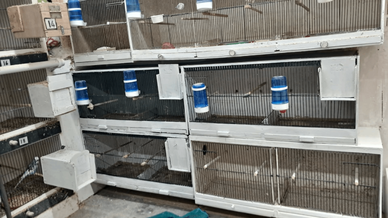 bird cages