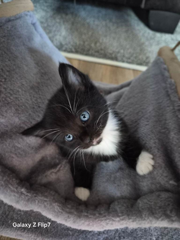 Fluffy kittens waiting for their forever home 