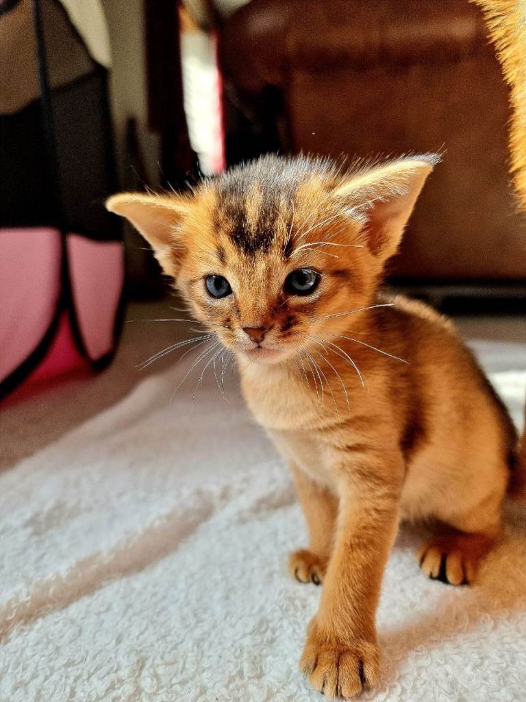 SHOW QUALITY ABYSSINIAN KITTENS - SOLD OUT - WAITING LIST IS NOW OPEN FOR NEXT LITTER! 