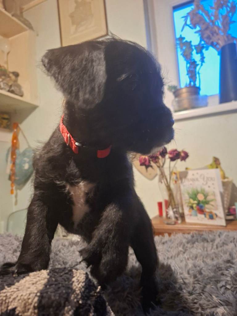 Miniature poodle cross frech bulldog puppies 