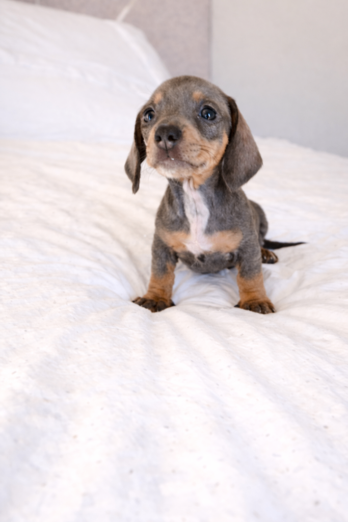 Miniature Dachshund Puppies 