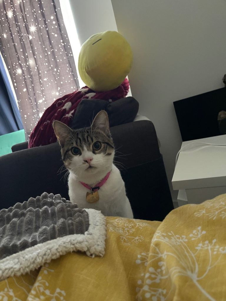 tabby Cat boy 10 months old