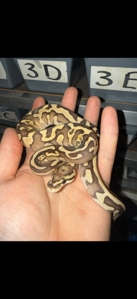 Royal pythons for sale 
